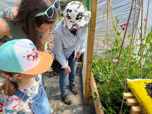 Photo of  the Let's See How it Grows project showing children and an adult looking at seedlings growing